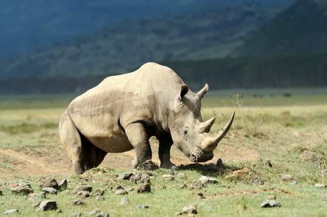African White Rhino, Lake Nakuru, Kenya